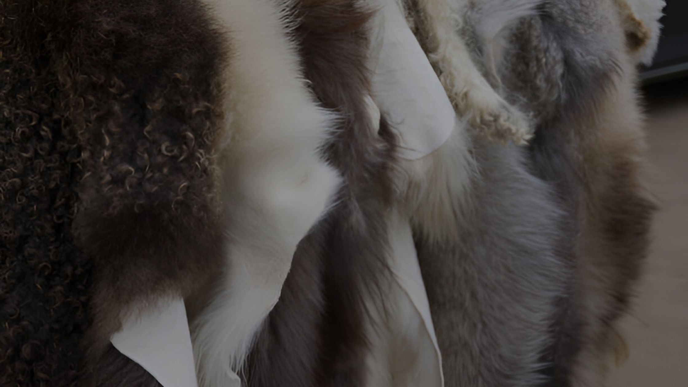 Animal Skin Rugs — soft hair-on animal skin rug, natural fleece